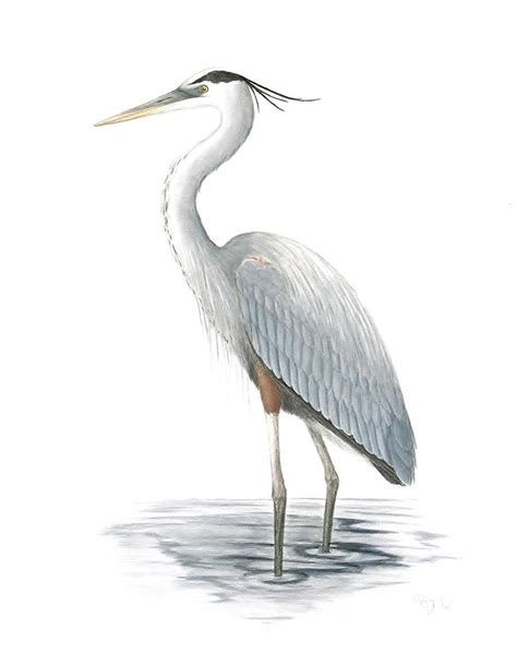 474x598 heron drawing - Blue Heron Drawing