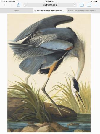 338x450 blue heron drawing, a bird common in the area - Blue Heron Drawing