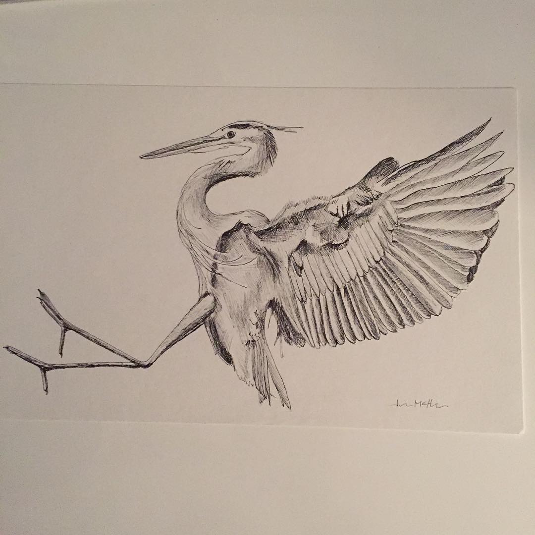 1080x1080 blue heron drawing - Blue Heron Drawing