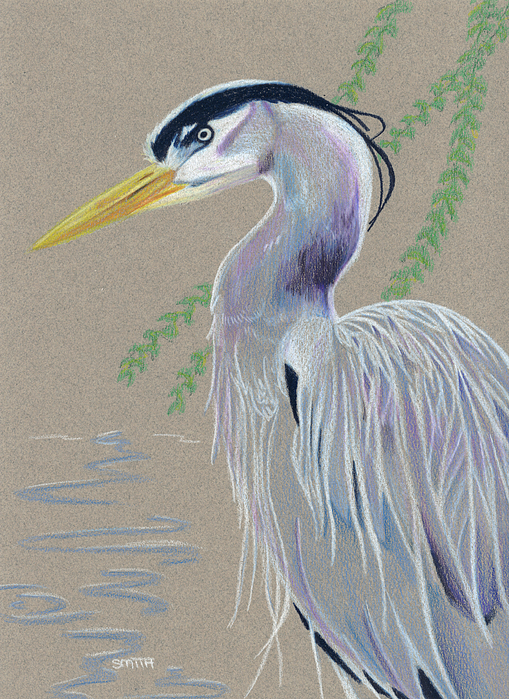 509x699 blue heron drawing - Blue Heron Drawing