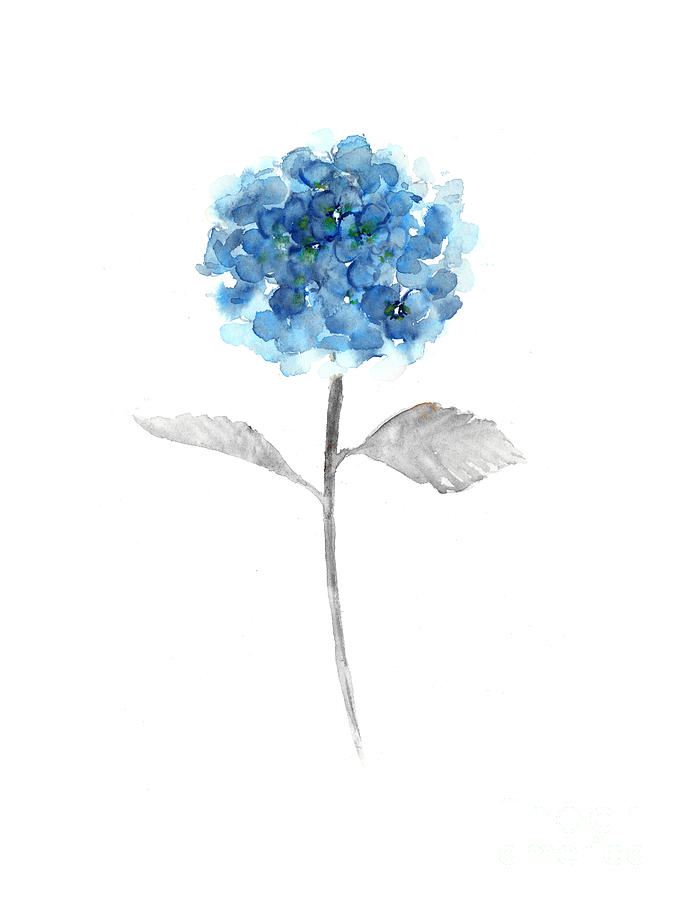 683x900 Blue Hydrangea Watercolor Painting Painting - Blue Hydrangea Drawing