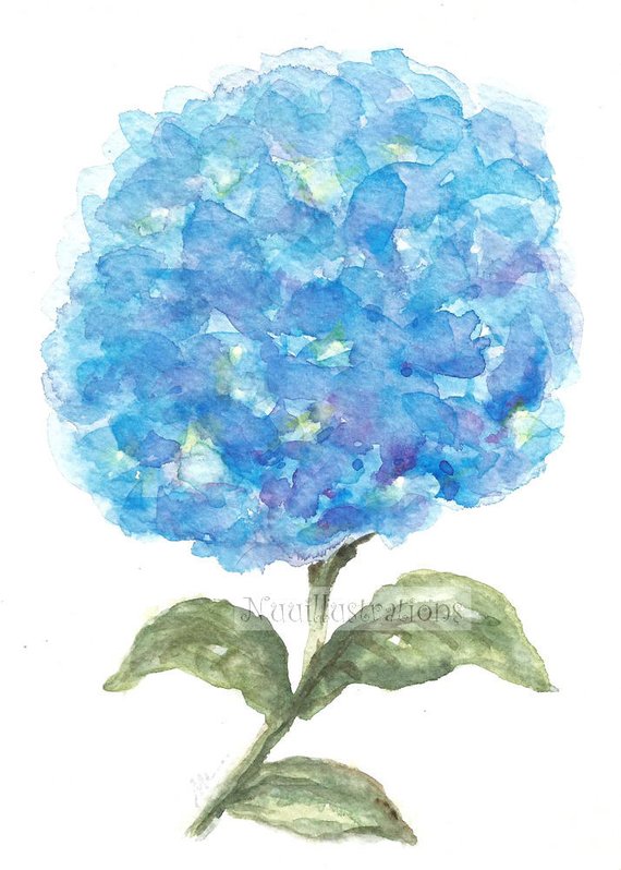 570x798 Blue Hydrangeas Original Watercolor Painting Floral Flower Etsy - Blue Hydrangea Drawing