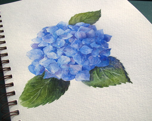 510x405 Everyday Artist Step - Blue Hydrangea Drawing
