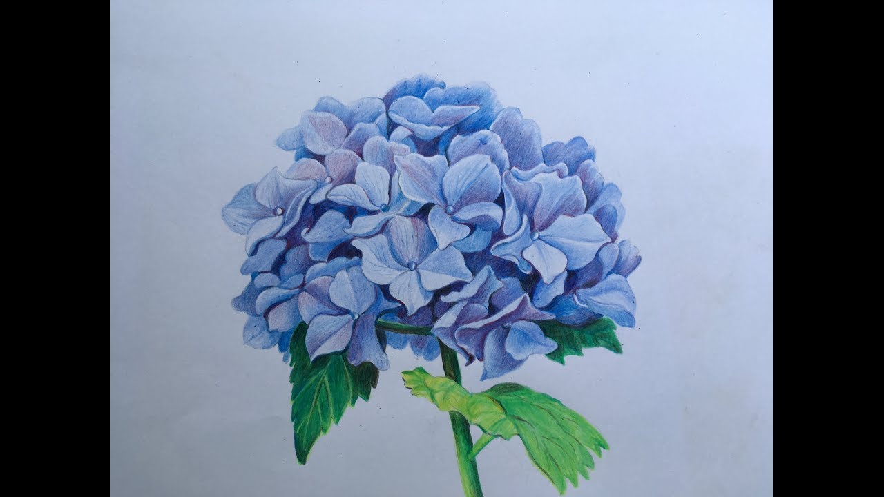 1280x720 How To Draw A Hydrangea Flower In Color Pencils Flower Painting - Blue Hydrangea Drawing