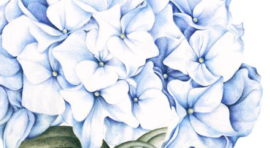 546x300 Huge Collection Of 'blue Hydrangea Drawing' Download More Than - Blue Hydrangea Drawing