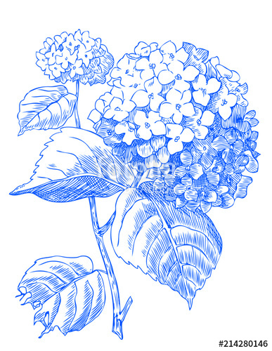 387x500 Blue Hydrangea Stock Image And Royalty Free Vector - Blue Hydrangea Drawing