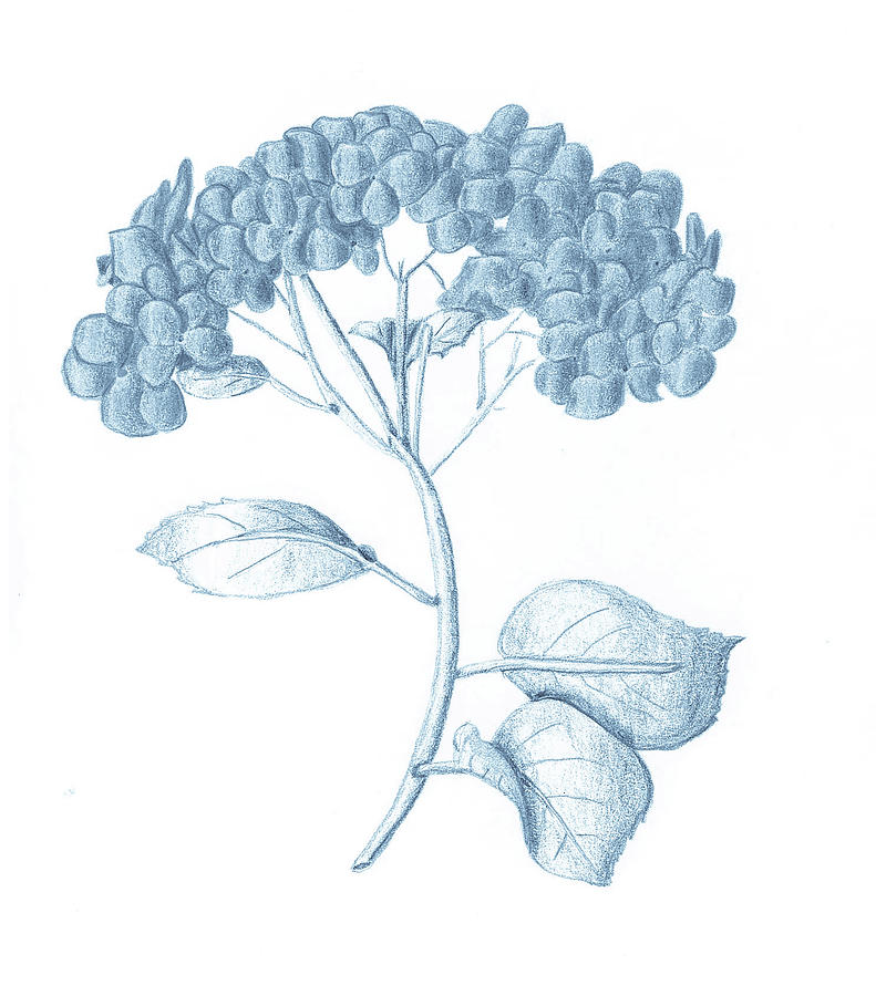 Blue Hydrangea Drawing at Explore collection of