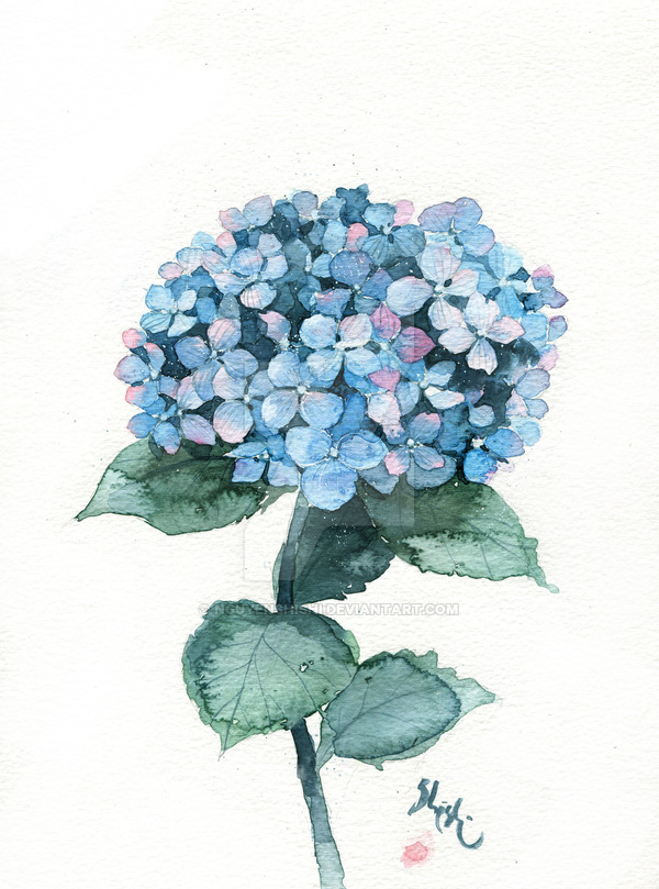 600x809 Hydrangea Blue - Blue Hydrangea Drawing