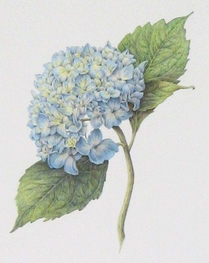 426x537 Hydrangea Macrophylla 'nikko Blue' In Romantic English - Blue Hydrangea Drawing