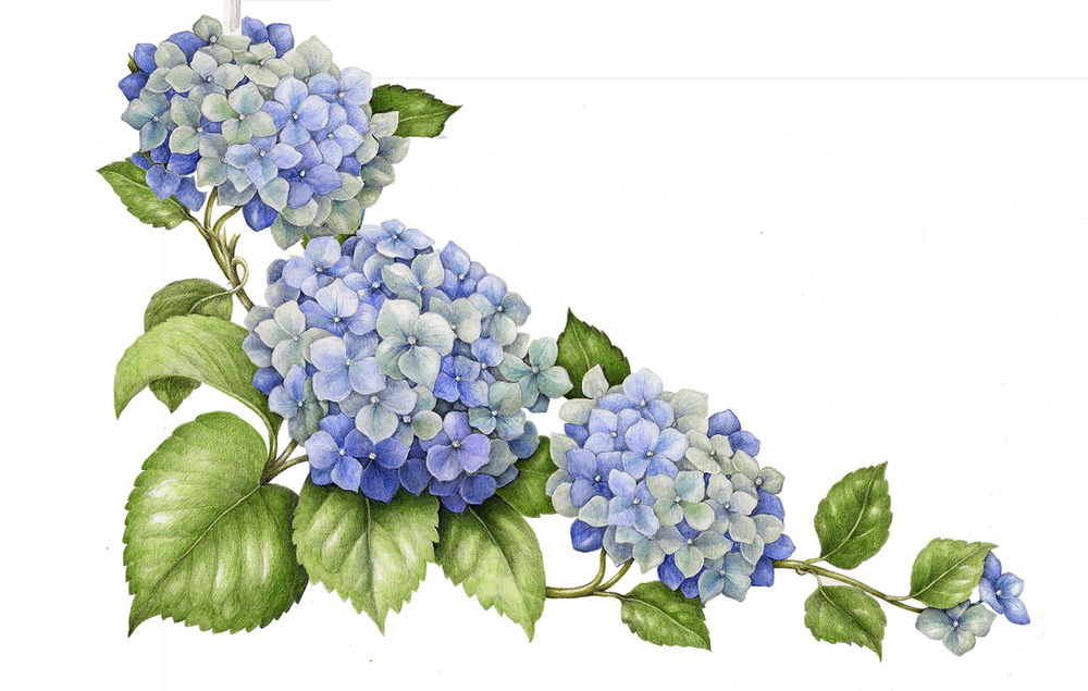 1000x635 hydrangia drawings related keywords suggestions - Blue Hydrangea Drawing