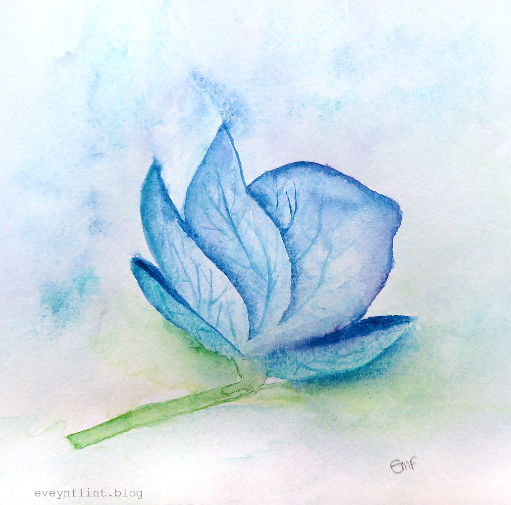 1012x1000 little blue hyrdrangea flower evelynflint watercolours - Blue Hydrangea Drawing