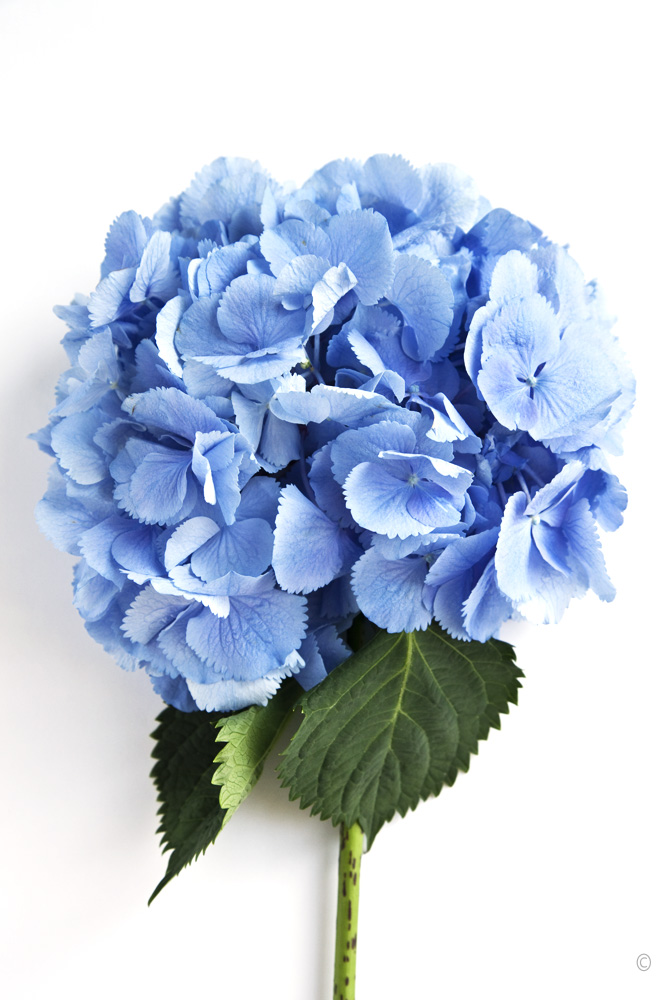 667x1000 Pictures Of Hydrangea Drawing - Blue Hydrangea Drawing