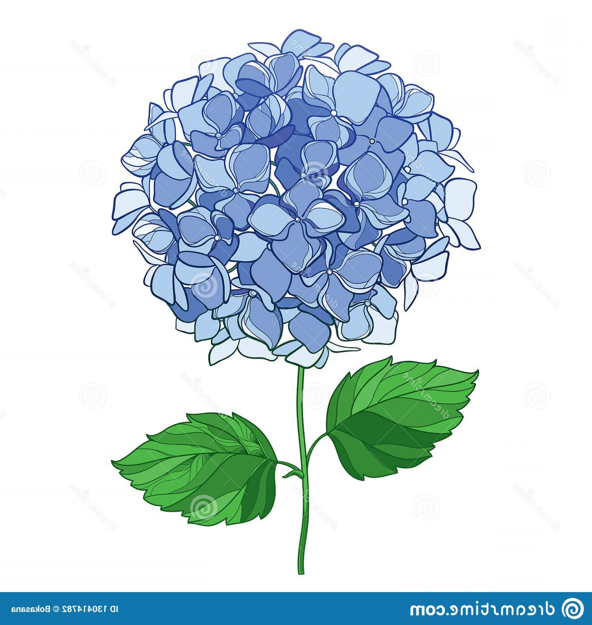 Blue Hydrangea Drawing at Explore collection of