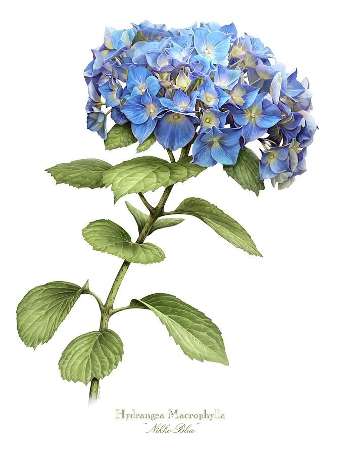 675x900 Hydrangea Botanical Drawing - Blue Hydrangea Drawing