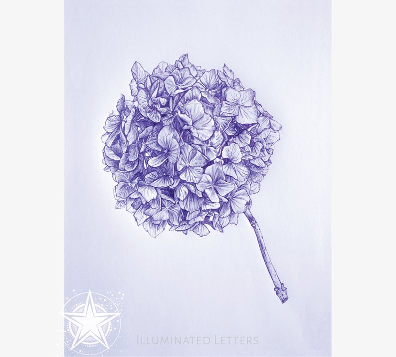 794x715 Blue Hydrangea Biro Pen Drawing Instant Download Flower - Blue Hydrangea Drawing
