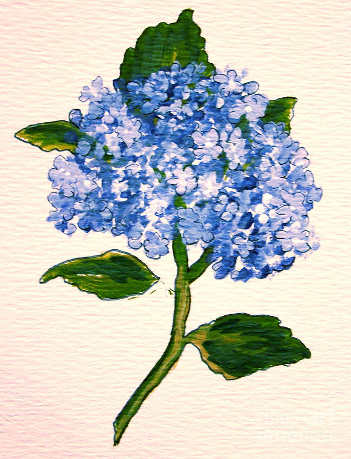 688x900 Blue Hydrangea Painting - Blue Hydrangea Drawing