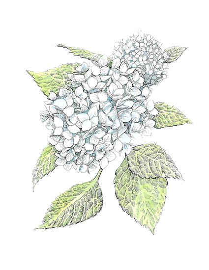 425x550 Blue Hydrangea Posters - Blue Hydrangea Drawing