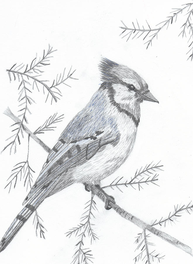 660x900 blue jay drawing - Blue Jay Bird Drawing