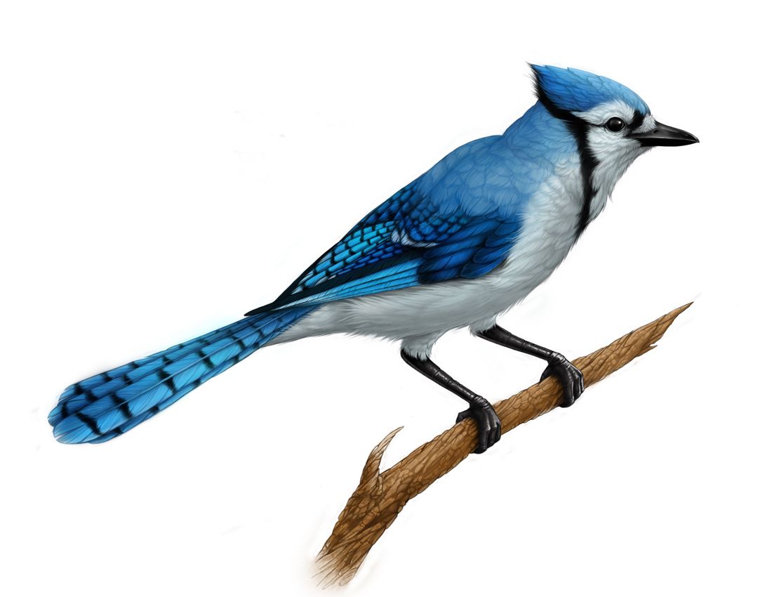 1100x850 blue jay - Blue Jay Bird Drawing