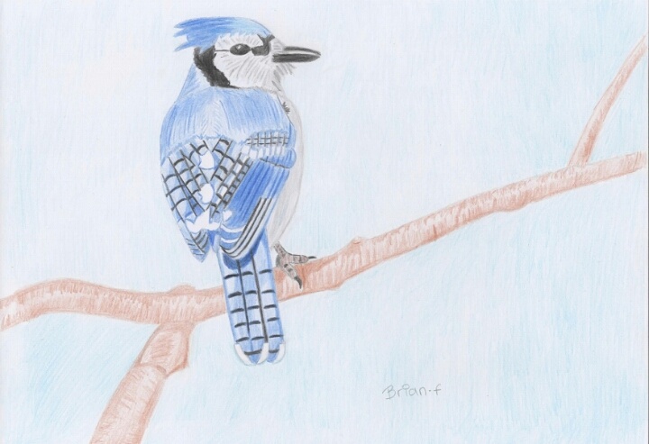 720x493 blue jay bird drawing - Blue Jay Bird Drawing