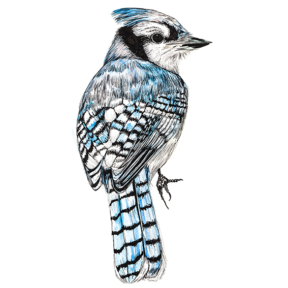 567x567 drawing of the week blue jay bird ella's place - Blue Jay Bird Drawing
