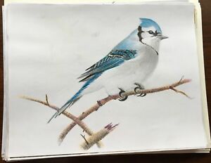 300x232 hand drawn pencil drawing sketches blue jay bird picture ebay - Blue Jay Bird Drawing
