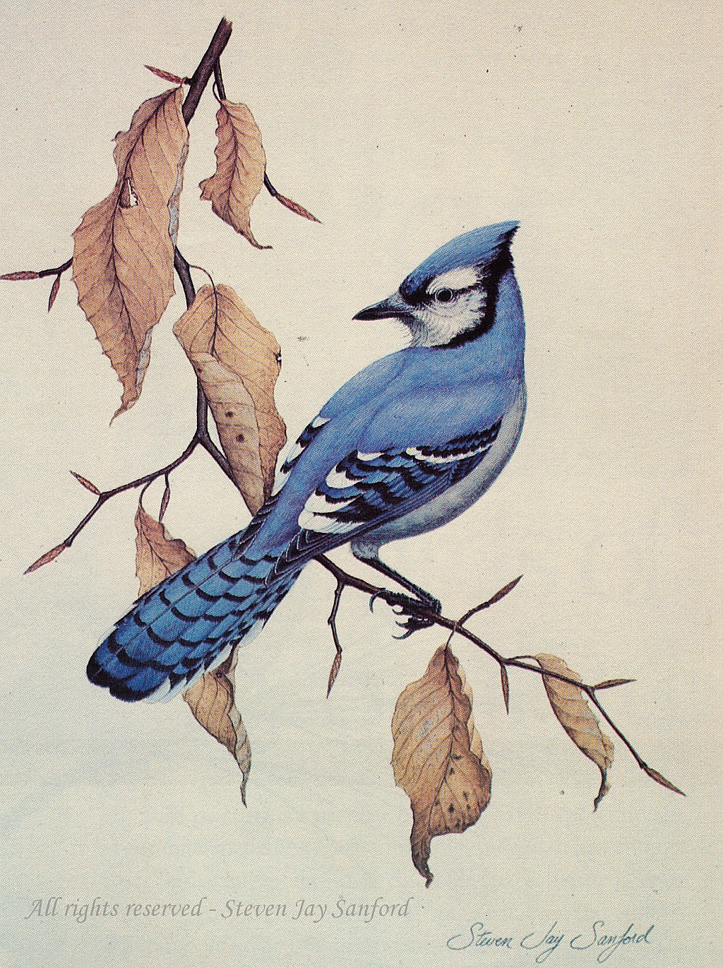 Blue Jay Painting Easy Painting Inspired