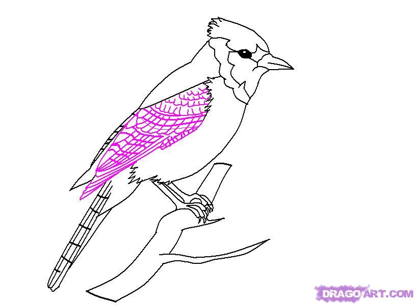 816x600 how to draw a blue jay, step - Blue Jay Bird Drawing