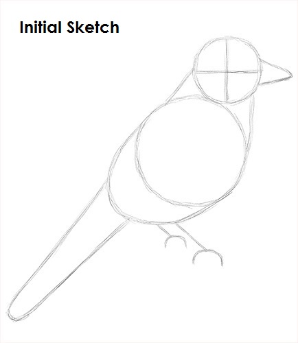 434x500 how to draw a blue jay - Blue Jay Bird Drawing