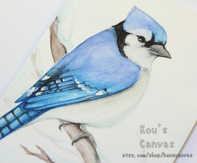 794x655 original aceo card blue jay bird art winter bird drawing etsy - Blue Jay Bird Drawing