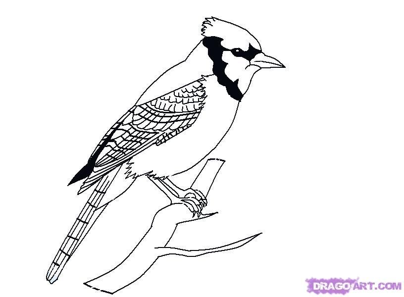 816x600 Animal Drawings Drawings, Bird Sketch - Blue Jay Bird Drawing