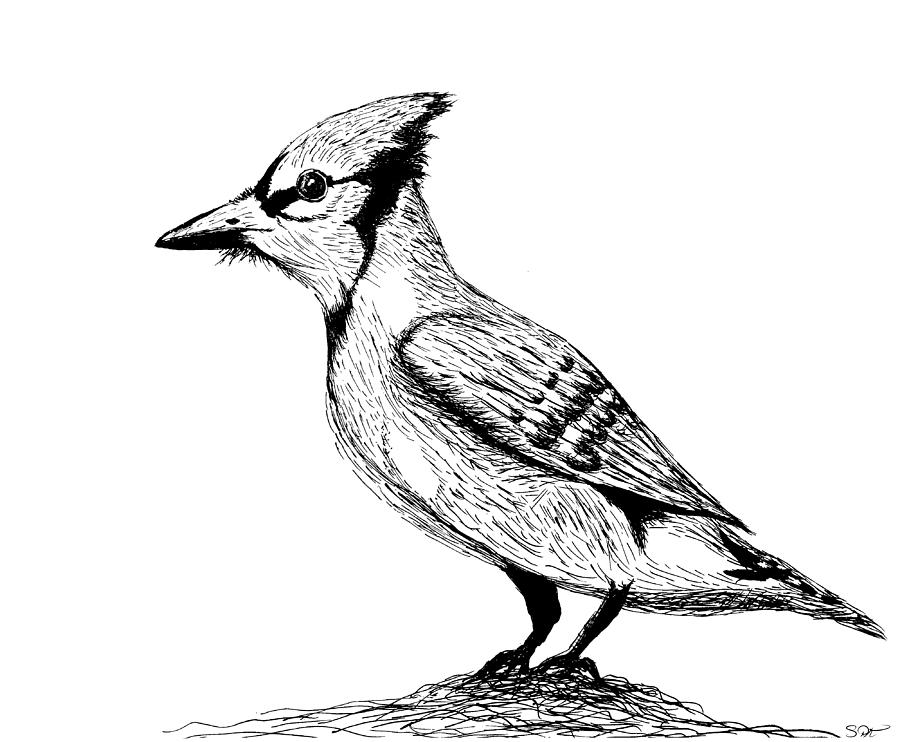 900x742 blue jay sketch drawing - Blue Jay Drawing