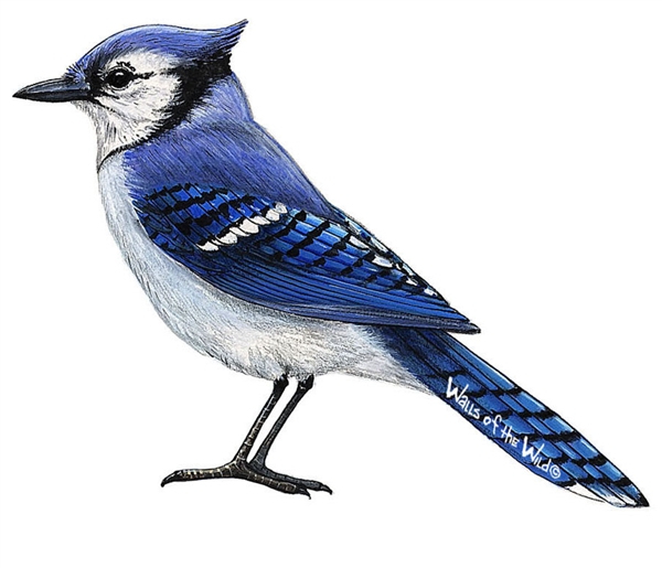 600x515 blue jay wall decal bird wall decals animal wall decals - Blue Jay Drawing