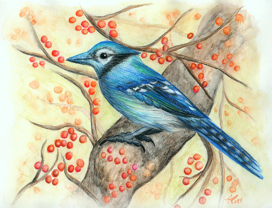 900x687 blue jay with berries drawing - Blue Jay Drawing