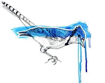 340x270 blue jay drawing etsy - Blue Jay Drawing