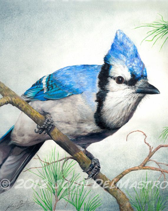 Blue Jay Drawing at Explore collection of Blue Jay