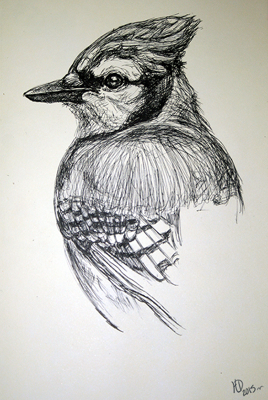550x820 Daily Draw - Blue Jay Drawing