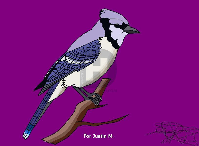 816x600 how to draw a blue jay, step - Blue Jay Drawing