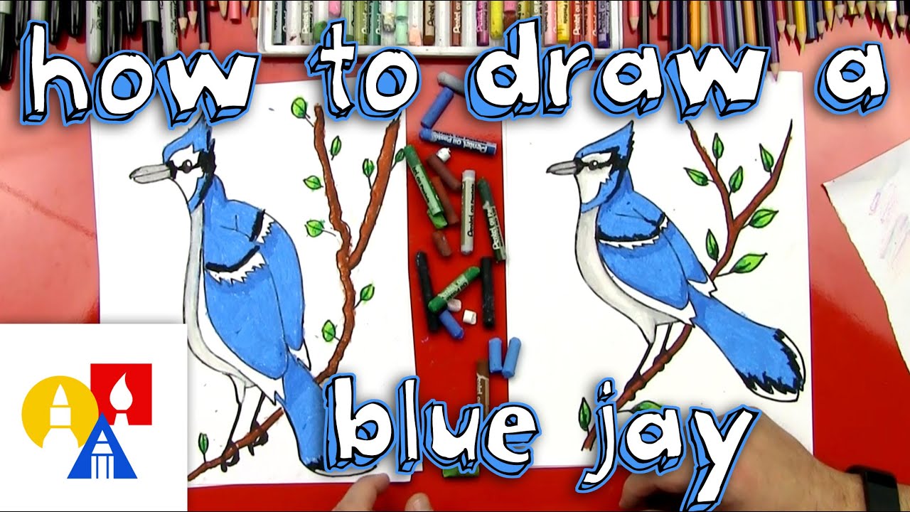 1280x720 how to draw a blue jay - Blue Jay Drawing
