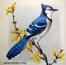 226x223 Middlesex Blue School Mascot Dunellen Middlesex - Blue Jay Drawing