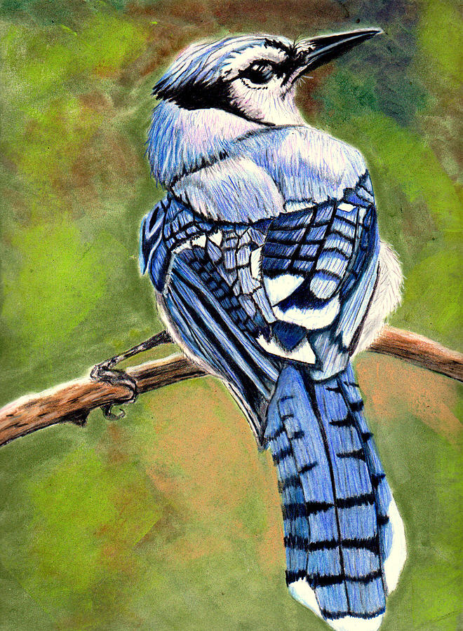 Make For A Great Blue Jay Drawing DIARY DRAWING IMAGES