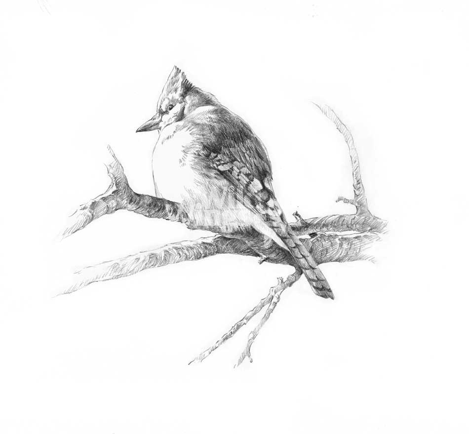 950x879 blue jay original pencil drawing wild wings - Blue Jay Drawing
