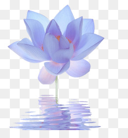 260x280 Blue Lotus Png - Blue Lotus Flower Drawing