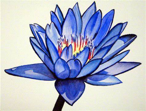474x360 Results - Blue Lotus Flower Drawing