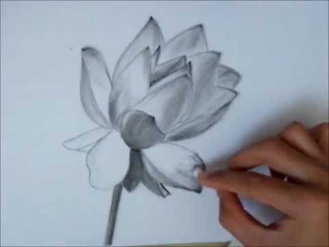 480x360 Drawing A Lotus Flower - Blue Lotus Flower Drawing