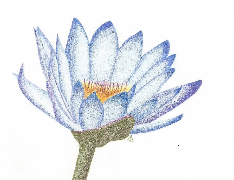 Blue Lotus Flower Drawing at Explore collection of