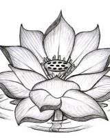 160x200 Lotus Tattoos - Blue Lotus Flower Drawing