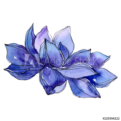 500x500 watercolor blue lotus flower floral botanical flower isolated - Blue Lotus Flower Drawing