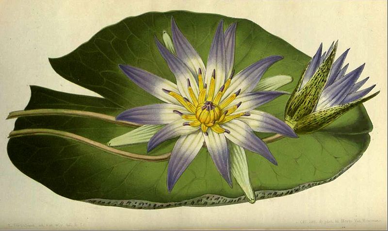 800x476 Blue Lotus - Blue Lotus Flower Drawing