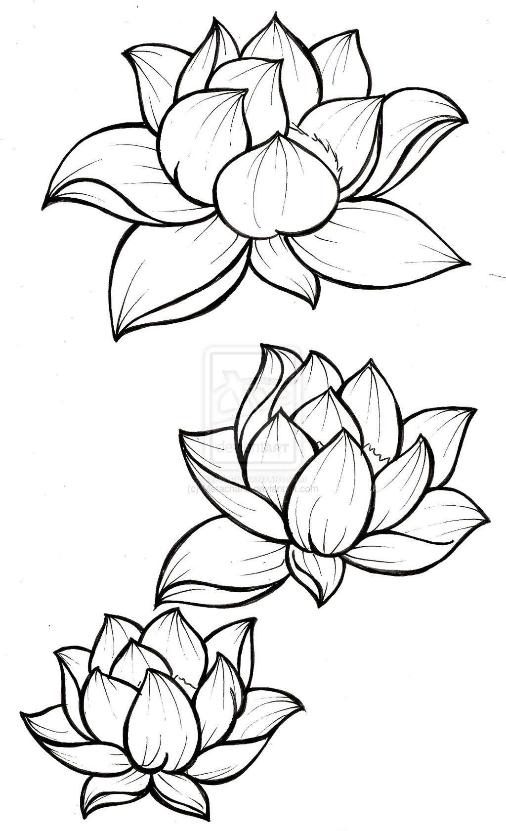 Blue Lotus Flower Drawing At PaintingValley Com Explore Collection Of Blue Lotus Flower Drawing